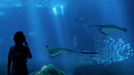 Oceanário de Lisboa distinguido como o melhor aquário do mundo