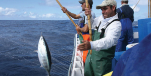 Governo dos Açores defende em Bruxelas quota do goraz e pesca de atum com salto e vara