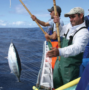 Governo dos Açores defende em Bruxelas quota do goraz e pesca de atum com salto e vara