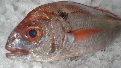 Pescadores de goraz já só podem pescar 68 toneladas para atingir o limite da quota atribuída aos Açores