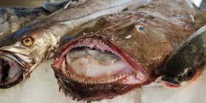 Bruxelas propõe subida na pesca de tamboril e cortes na pescada para 2017