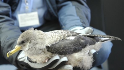 Campanha SOS Cagarro salva 6.100 aves nos Açores