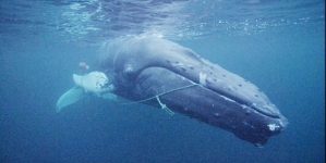 Fotógrafo Nuno Sá envolvido no resgate de uma baleia nos mares da Noruega