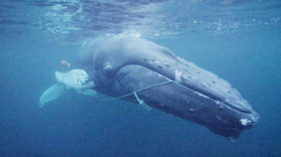 Fotógrafo Nuno Sá envolvido no resgate de uma baleia nos mares da Noruega
