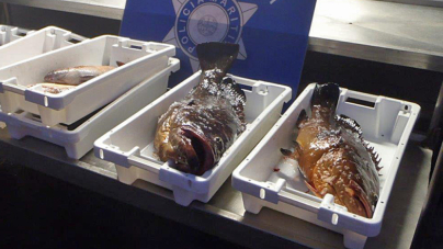 Açores // Pesca ilegal gerou em 2016 mais de 100 autos de notícia