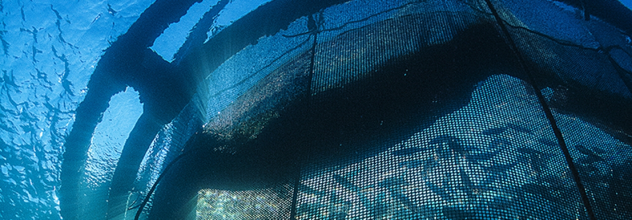 Governo dos Açores promove workshop sobre investigação e inovação responsáveis na pesca e aquacultura