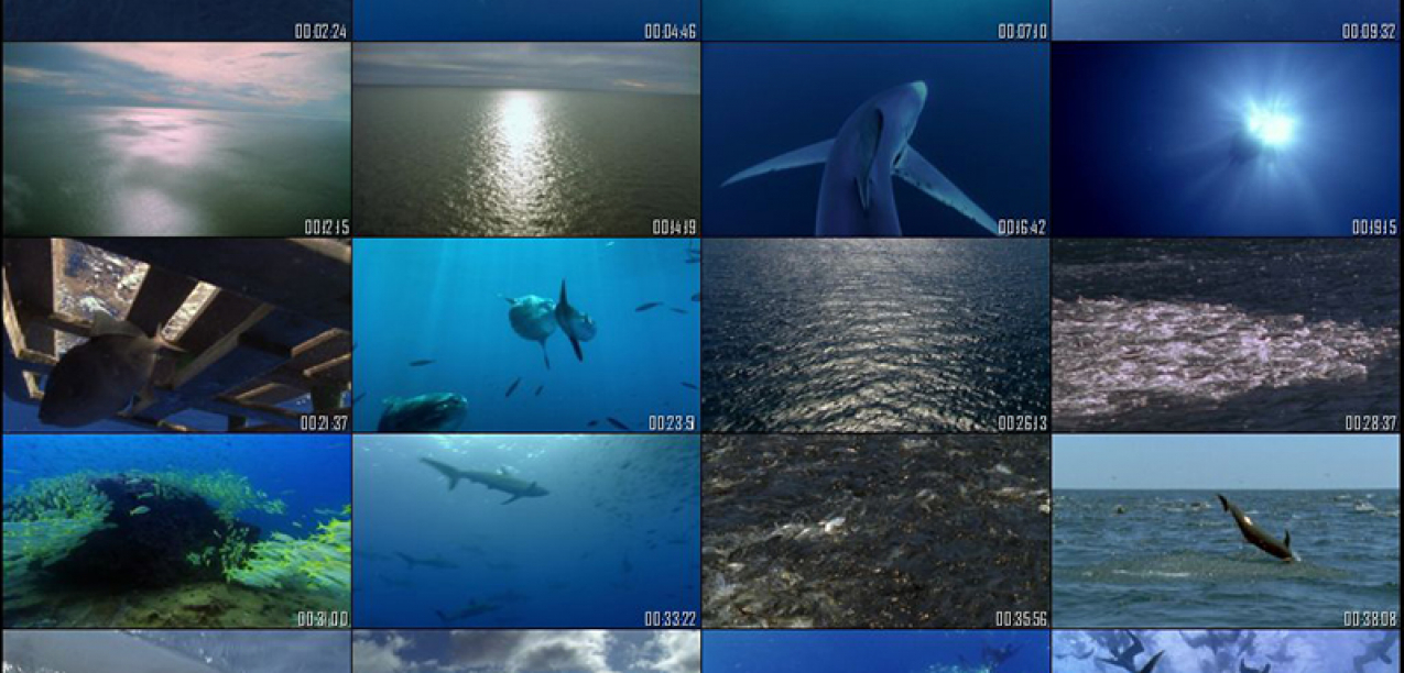 Açores são ‘hotspot’ para filmagens em oceano aberto e profundo, afirma Diretor Regional dos Assuntos do Mar