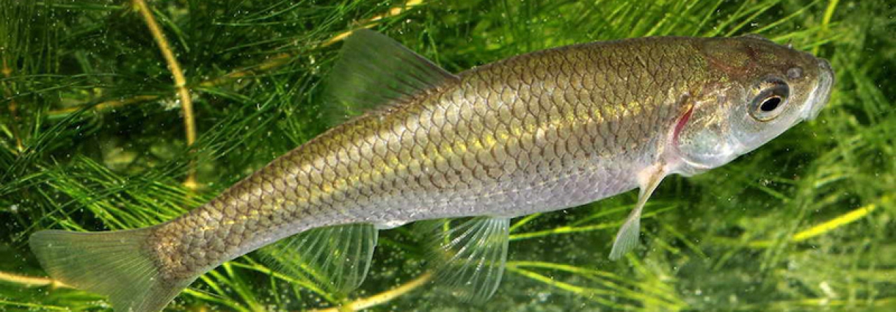 Espécies de peixe em perigo vão ser reintroduzidas em Sintra e Monchique