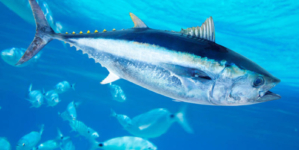 Governo dos Açores defende importância de corredores ecológicos para atuns