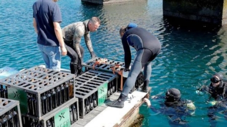 Vinho em maturação é retirado do fundo do mar no Porto de Recreio de Sines