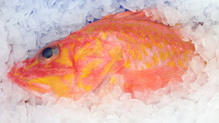 170 gramas por dia. Portugueses são os maiores consumidores europeus de peixe