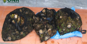 GNR apreendeu 32 kg de lapas na ilha do Pico