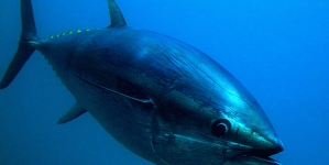Madeira vê aumentada quota de atum rabilho