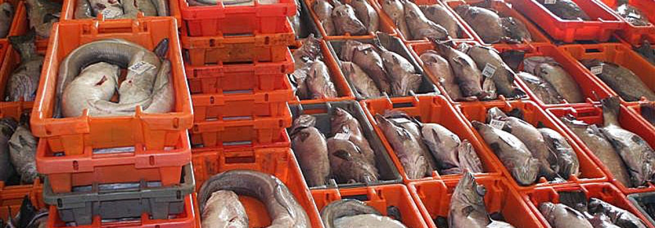 Valor do pescado comercializado nas lotas portuguesas subiu 3,3% até Agosto