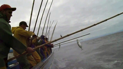 Conferencistas de vários países discutem nos Açores pesca do atum com salto e vara