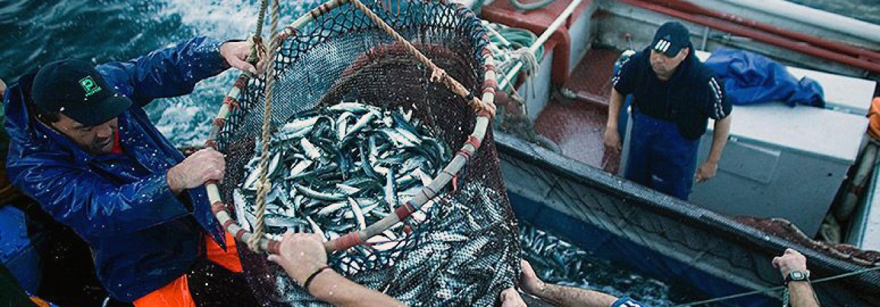 Bruxelas não proíbe pesca de sardinha mas quer que Portugal veja situação com seriedade
