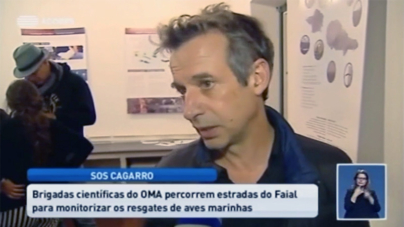 Açores // Campanha SOS Cagarro mobiliza cada vez mais voluntários (vídeo)