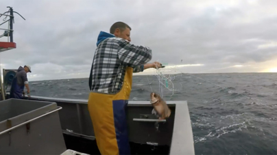Açores // Faltam 120 toneladas para o fim da quota e o goraz e peixão estão a ser comprados em lota a preços mais baixos do que em 2016