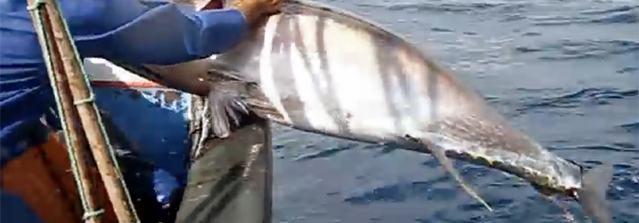 Porto de Abrigo diz que não é necessario estabelecer quotas para a pesca do atum nos mares dos Açores