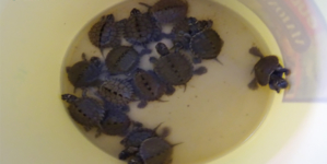 GNR da Horta apreende 28 tartarugas que iam ser vendidas de forma ilegal
