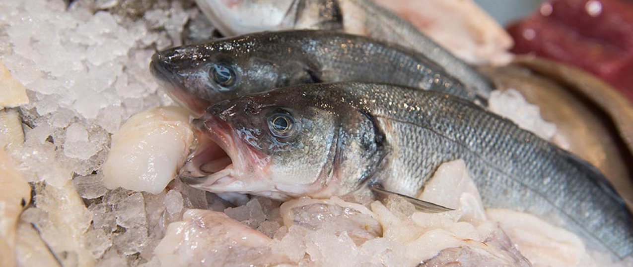 Pesca comercial pode reduzir diferenciação genética nos peixes a nível mundial