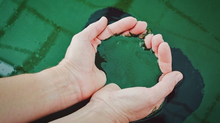 Aquacultura // Arranca na Graciosa produção artesanal de spirulina