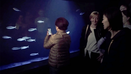 Oceanário de Lisboa tem um novo aquário de sardinhas