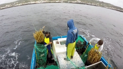 Pesca nos Açores já rendeu mais meio milhão de euros do que no ano passado