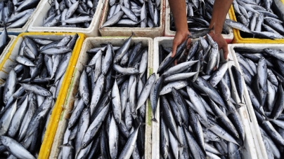 Surpreendente aumento da quantidade de sardinha na costa portuguesa