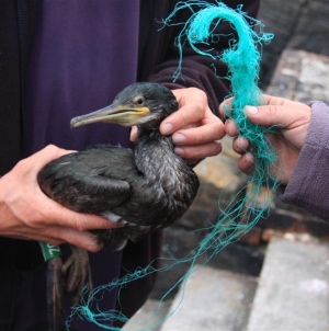Menos aves marinhas capturadas em redes de emalhar