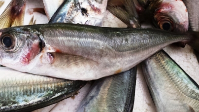 Associação dos Comerciantes do Pescado dos Açores explica por que o chicharro chegou a 25 euros o quilo