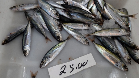 Chicharro a 25 euros o quilo gera uma onda de protesto entre utentes do Mercado da Graça em Ponta Delgada