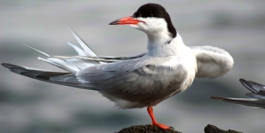 Workshops sobre recuperação de aves selvagens em São Miguel, Pico e Corvo
