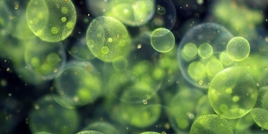 Açores recebe banco de microalgas para desenvolver biotecnologia azul