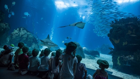 Oceanário anuncia expansão e organiza expedição científica aos Açores