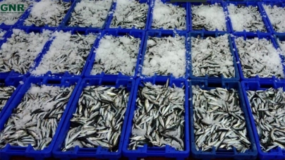 Apreensão de 188 quilos de pescado em São Miguel