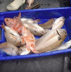 Pescadores de Santa Maria chegam a entendimento para a descarga de pescado na lota
