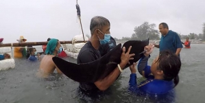Baleia morre depois de engolir mais de 80 sacos de plástico no mar da Tailândia