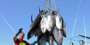 Madeira: Pesca nunca deu tanto dinheiro como em 2017