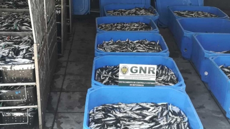 GNR apreendeu mais de 3,6 toneladas de sardinha em Sines