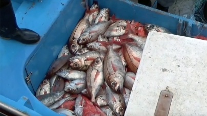 Covid-19 // Pesca e exportação de pescado dos Açores com quebras de cerca de 80%