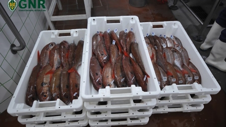 GNR apreende 710 quilos de pescado na ilha de São Jorge