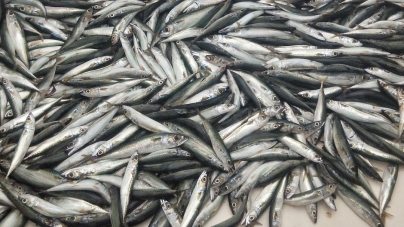DGRM e a PONG-Pesca promovem Seminário sobre os desafios e as oportunidades na pesca sustentável