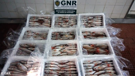 GNR apreende pescado na Praia da Vitória