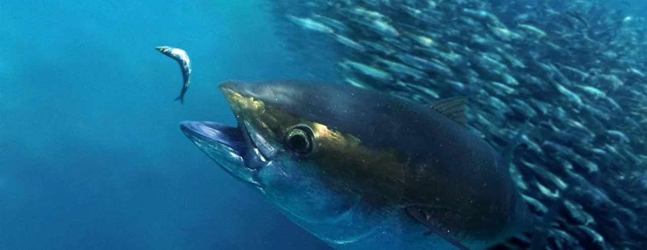 Atum-patudo está em risco e é preciso salvá-lo, alertam cientistas e ambientalistas