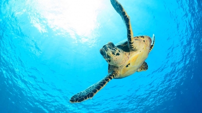 Açores são região chave no ciclo de vida das tartarugas, afirma Diretor Regional dos Assuntos do Mar