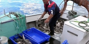 Em 2018 foram pescadas 29,4 mil toneladas de pescado nos Açores, no valor de 37,9 milhões de euros