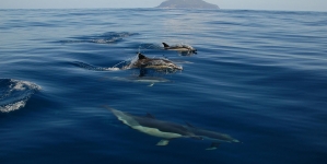 Covid-19 // Governo dos Açores suspende taxas das licenças de Operador Marítimo-Turístico e da atividade de Observação de Cetáceos