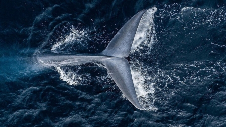 Cientistas avistam um maior número de baleias azuis em ilha subantártica
