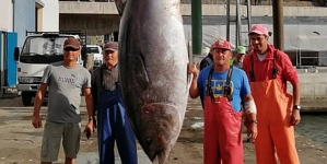 Atum com 383 quilos pescado nos mares da Madeira